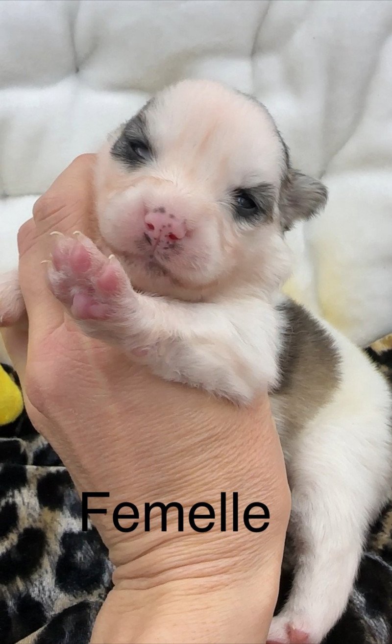 femelle Pomsky F4 Femelle Pomsky