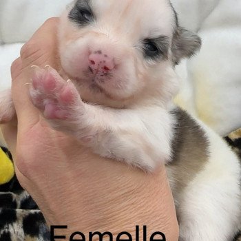 chiot Pomsky Blanche tache noir agouti fluffy certainement yeux bleu femelle Pomsky F4 Elevage de Pomsky & Samsky