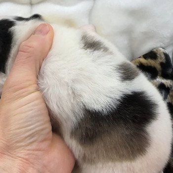chiot Pomsky Blanche tache noir agouti fluffy certainement yeux bleu femelle Pomsky F4 Elevage de Pomsky & Samsky chiot Pomsky Blanche tache noir agouti fluffy certainement yeux bleu femelle Pomsky F4 Elevage de Pomsky & Samsky
