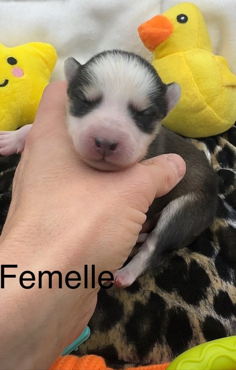 Femelle Pomsky F5 Femelle Pomsky