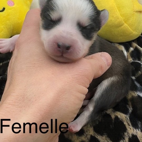 Femelle Pomsky F5 Femelle Pomsky