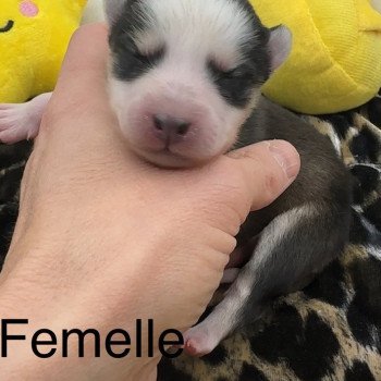 chiot Pomsky Noire et blanche agouti marquage Husky fleur de lys Femelle Pomsky F5 Elevage de Pomsky & Samsky