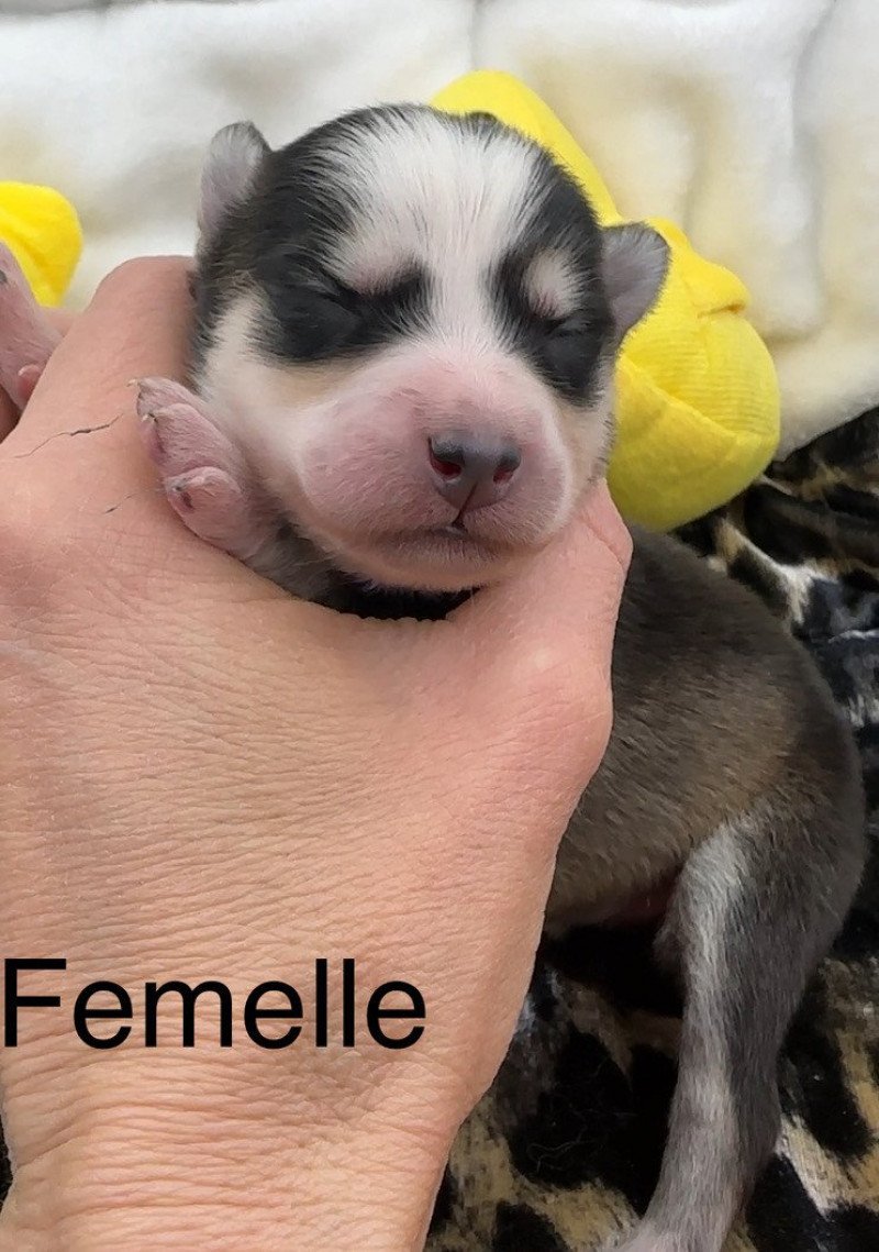 Femelle Pomsky F5 Femelle Pomsky