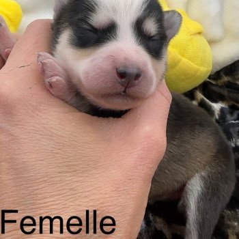 chiot Pomsky Black tan agouti noir fleur de lys ouverte Femelle Pomsky F5 Elevage de Pomsky & Samsky