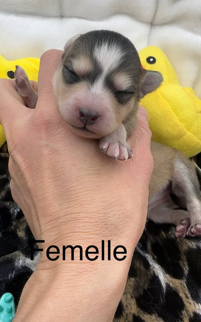 Femelle Pomsky F5 Femelle Pomsky