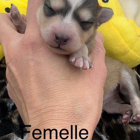 Femelle Pomsky F5 Femelle Pomsky