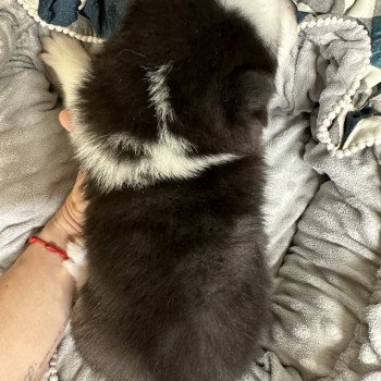 chiot Pomsky Noir et Blanc Flash Elevage de Pomsky & Samsky