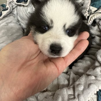 chiot Pomsky Noir et Blanc Flash Elevage de Pomsky & Samsky