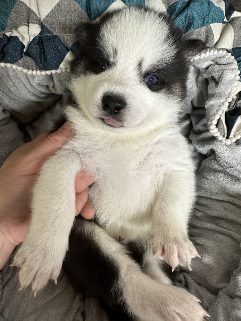 Flash Mâle Pomsky Flash Mâle Pomsky