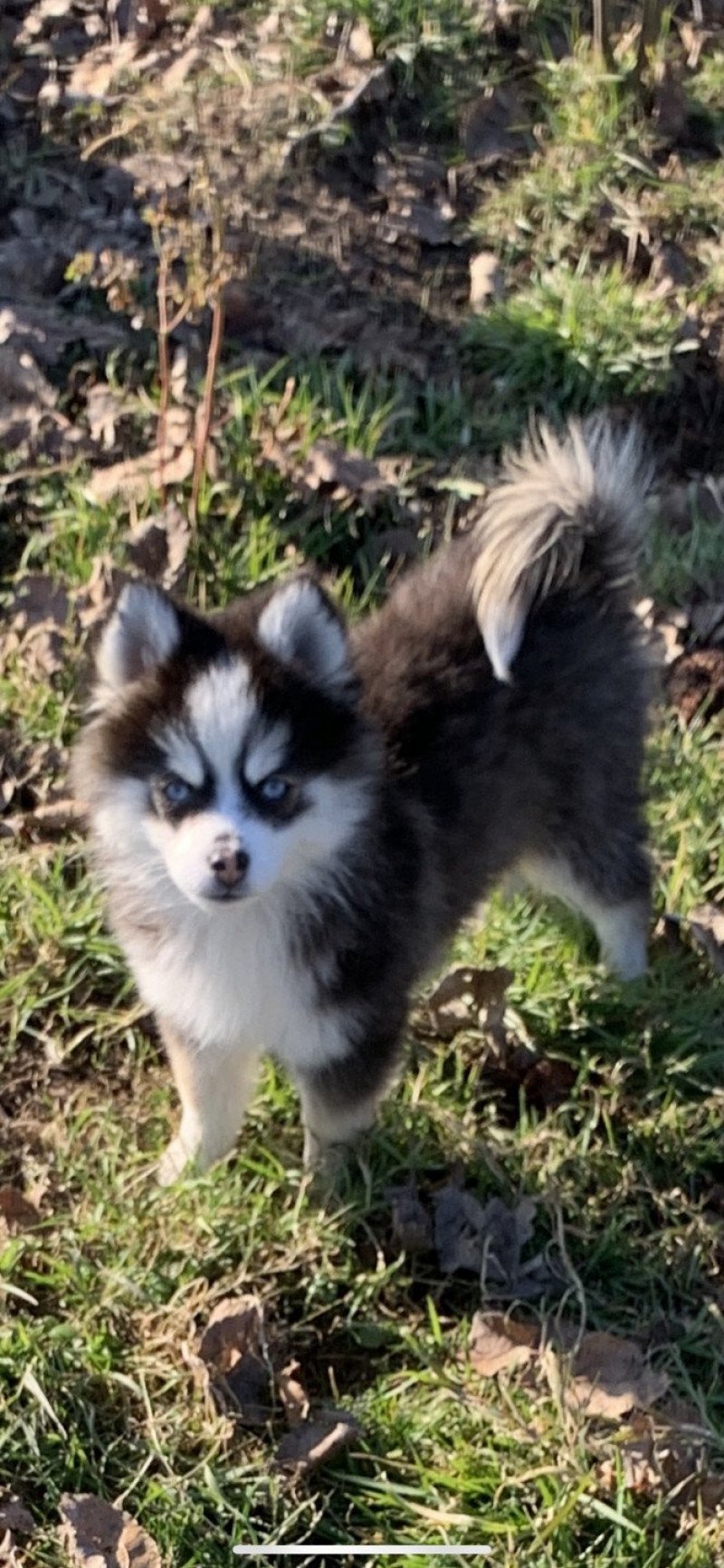 Kim Femelle Pomsky Kim Femelle Pomsky
