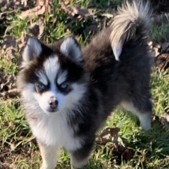 Kim Femelle Pomsky