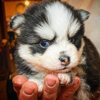 chien Pomsky Noire et blanche marquage Husky Kim Elevage de Pomsky & Samsky