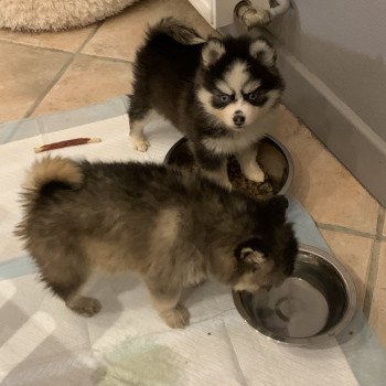 chien Pomsky Noire et blanche marquage Husky Kim Elevage de Pomsky & Samsky