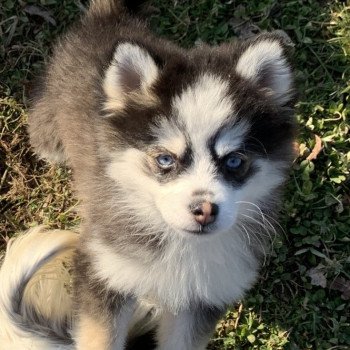 chien Pomsky Noire et blanche marquage Husky Kim Elevage de Pomsky & Samsky