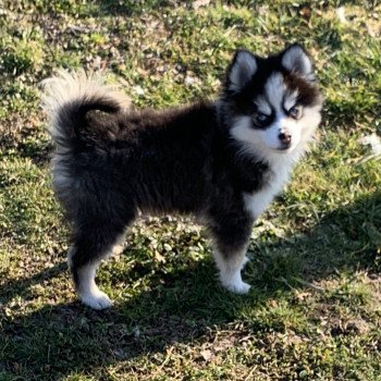 chien Pomsky Noire et blanche marquage Husky Kim Elevage de Pomsky & Samsky