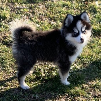 chien Pomsky Noire et blanche marquage Husky Kim Elevage de Pomsky & Samsky