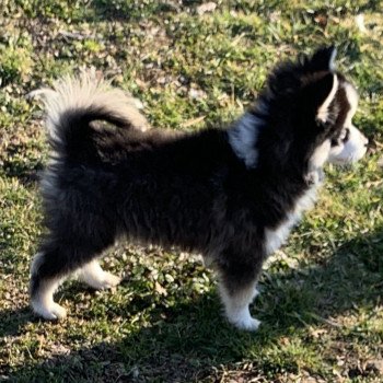 chien Pomsky Noire et blanche marquage Husky Kim Elevage de Pomsky & Samsky