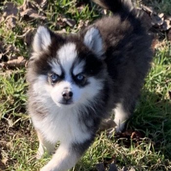 chien Pomsky Noire et blanche marquage Husky Kim Elevage de Pomsky & Samsky