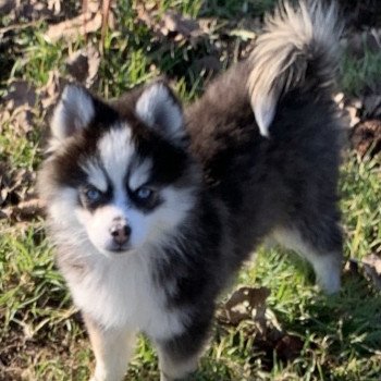 chien Pomsky Noire et blanche marquage Husky Kim Elevage de Pomsky & Samsky