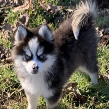 chien Pomsky Noire et blanche marquage Husky Kim Elevage de Pomsky & Samsky