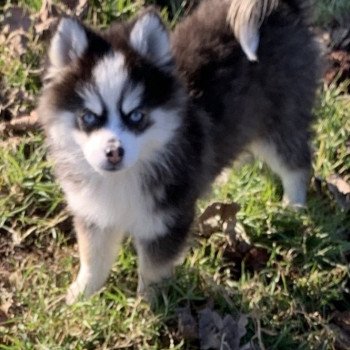 chien Pomsky Noire et blanche marquage Husky Kim Elevage de Pomsky & Samsky