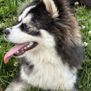 chien Pomsky F3 + Noire et blanche marquage Husky Kim Elevage de Pomsky & Samsky