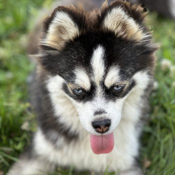 chien Pomsky F3 + Noire et blanche marquage Husky Kim Elevage de Pomsky & Samsky