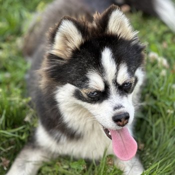 chien Pomsky F3 + Noire et blanche marquage Husky Kim Elevage de Pomsky & Samsky