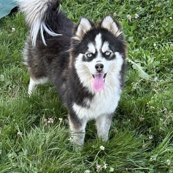 chien Pomsky F3 + Noire et blanche marquage Husky Kim Elevage de Pomsky & Samsky