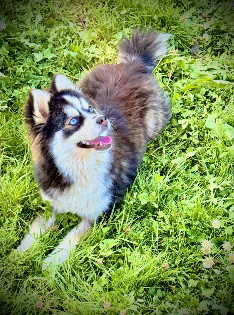 Kim Femelle Pomsky Kim Femelle Pomsky