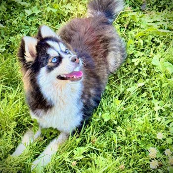 chien Pomsky F3 + Noire et blanche marquage Husky Kim Elevage de Pomsky & Samsky