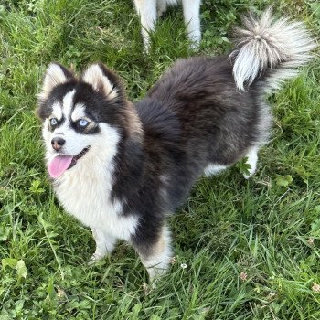 chien Pomsky F3 + Noire et blanche marquage Husky Kim Elevage de Pomsky & Samsky