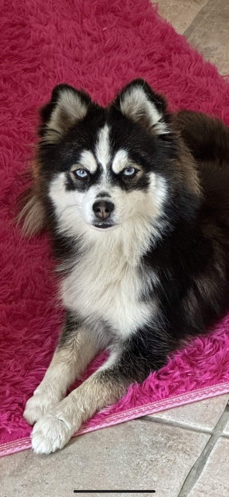 Kim Femelle Pomsky