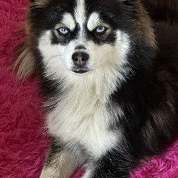 Kim Femelle Pomsky