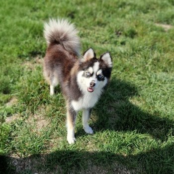 chien Pomsky F3 + Noire et blanche marquage Husky Kim Elevage de Pomsky & Samsky