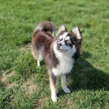 chien Pomsky F3 + Noire et blanche marquage Husky Kim Elevage de Pomsky & Samsky