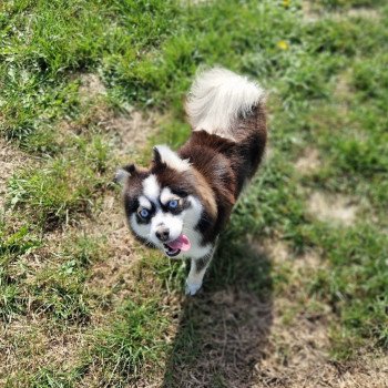 chien Pomsky F3 + Noire et blanche marquage Husky Kim Elevage de Pomsky & Samsky