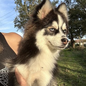 chien Pomsky F3 + Noire et blanche marquage Husky Kim Elevage de Pomsky & Samsky