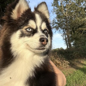 chien Pomsky F3 + Noire et blanche marquage Husky Kim Elevage de Pomsky & Samsky