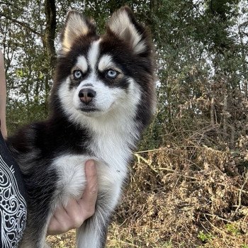 chien Pomsky F3 + Noire et blanche marquage Husky Kim Elevage de Pomsky & Samsky