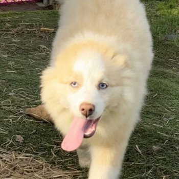chien Pomsky Sable et Blanche Lovely Elevage de Pomsky & Samsky chien Pomsky Sable et Blanche Lovely Elevage de Pomsky & Samsky