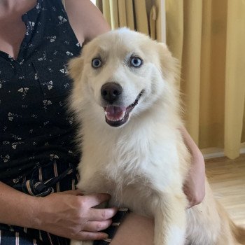 chien Pomsky Sable et Blanche Lovely Elevage de Pomsky & Samsky chien Pomsky Sable et Blanche Lovely Elevage de Pomsky & Samsky