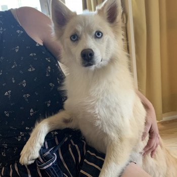 chien Pomsky Sable et Blanche Lovely Elevage de Pomsky & Samsky chien Pomsky Sable et Blanche Lovely Elevage de Pomsky & Samsky