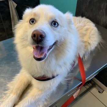 chien Pomsky Sable et Blanche Lovely Elevage de Pomsky & Samsky chien Pomsky Sable et Blanche Lovely Elevage de Pomsky & Samsky