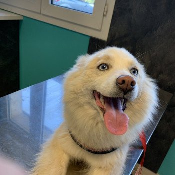 chien Pomsky Sable et Blanche Lovely Elevage de Pomsky & Samsky