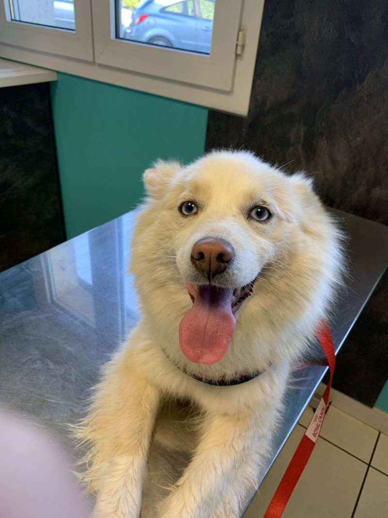 Lovely Femelle Pomsky Lovely Femelle Pomsky