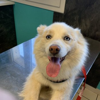chien Pomsky Sable et Blanche Lovely Elevage de Pomsky & Samsky chien Pomsky Sable et Blanche Lovely Elevage de Pomsky & Samsky