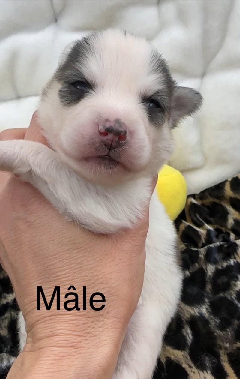 Mâle Pomsky F4 noir et blanc Mâle Pomsky Mâle Pomsky F4 noir et blanc Mâle Pomsky