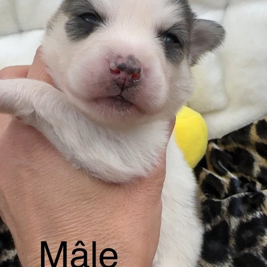 Mâle Pomsky F4 noir et blanc Mâle Pomsky