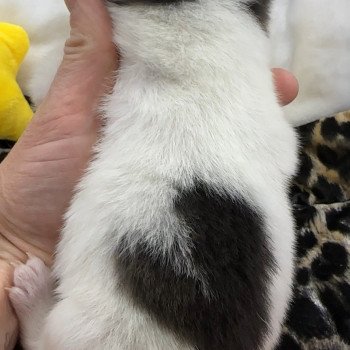 chiot Pomsky Panda fleur de lys ouverte Mâle Pomsky F4 noir et blanc Elevage de Pomsky & Samsky chiot Pomsky Panda fleur de lys ouverte Mâle Pomsky F4 noir et blanc Elevage de Pomsky & Samsky